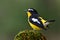 Beautiful black and yellow bird with white spot on its wings wit