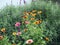 Beautiful black and yellow butterfly perching on the colorful zinnias in the spring garden