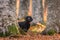 Beautiful black young cocker spaniel looking from the forest in an autumn landscape with copper dry fallen leaves