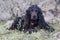 Beautiful black young cocker spaniel sitting in the nature near rocks