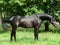 Beautiful black young Trakehner stallion
