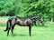 Beautiful black young Trakehner stallion