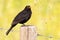 Beautiful blackbird bird sitting on a wooden pole