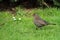 Beautiful blackbird on grass