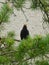 Beautiful blackbird sitting and singing on the branch of a pine tree