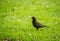 A beautiful blackbird in the spring, getting ready for nesting season.