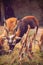 Beautiful blackbuck eating grass