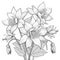 Beautiful Blackline Drawing Of Realistic Flowers: Detailed And Monochromatic Illustration