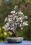 A beautiful blackthorn bonsai in spring flower