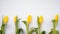 Beautiful Blank Card for Easter, March 8, valentines day, Mothers day. yellow tulips at the bottom on white background.