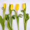 Beautiful Blank Card for Easter, March 8, valentines day, Mothers day. yellow tulips at the bottom on white background.