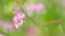 Beautiful bleeding heart or dicentra formosa, flowers in a garden. Asian bleeding heart. Slow motion.