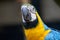 Beautiful bleu wing macaw parrot