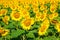 Beautiful bloming field of sunflower background