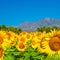 Beautiful bloming field of sunflower background with blue sky