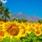 Beautiful bloming field of sunflower background with blue sky, p