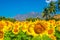 Beautiful bloming field of sunflower background with blue sky, p
