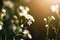 Beautiful bloming white wild flowers fields in springtime and natural sunlight shining on mountain