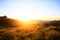 Beautiful bloming wild flowers fields and meadow in springtime on sunset and natural sunlight shining on mountain