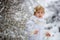 Beautiful blond toddler child, boy with white knitted handmade overall, holding lantern in the snow