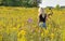 Beautiful blonde archer in field of wildflowers