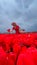 Beautiful blonde girl in red dress and white straw hat with wicker basket on colorful tulip fields.