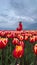 Beautiful blonde girl in red dress and white straw hat with wicker basket on colorful tulip fields.