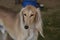 Beautiful Blonde Saluki Dog