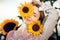 Beautiful blonde woman portrait close up, with sunflowers in a rural field outdoors