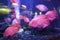 Beautiful blood parrot cichlid fish in aquarium