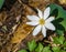 A Beautiful Bloodroot Flower on the Forest Floor