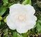 Beautiful bloom of the Camellia reticulata plants