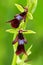 Beautiful bloom in the meadow. Nice wild orchid. Fly Orchid, Ophrys insectifera, flowering European terrestrial wild orchid