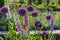 Beautiful blooming allium and foxglove flowers at a botanical garden in Durham, North Carolina