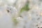 Beautiful blooming of apple tree in spring macro shot of flowers. Soft image of a blossoming tree