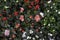 Beautiful blooming azalea flowers textured background. Top view.