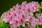 Beautiful blooming azalea in the garden