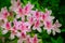 Beautiful blooming azalea in the garden