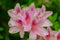 Beautiful blooming azalea in the garden