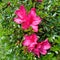 Beautiful blooming azalea red flower in the morning at backyard