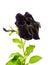 beautiful blooming black petunia flower is isolated on white background