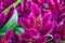 Beautiful blooming blood amaranth. flowers in bloom close-up