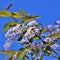 Beautiful blooming blood bird cherry tree with pink flower bunches