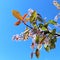 Beautiful blooming blood bird cherry tree with pink flower bunches