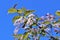 Beautiful blooming blood bird cherry tree with pink flower bunches