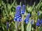 Beautiful blooming blue inflorescence with white muscari