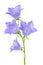 Beautiful blooming bluebell flower is on white backgrou