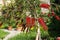 Beautiful Blooming Bottlebrush Plant. Delicate flowers Callistemon citrinus. Red fluffy flower heads