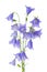 Beautiful blooming bouquet blue bell flower isolated on white ba