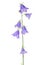 Beautiful blooming bouquet blue bell flower isolated on white ba